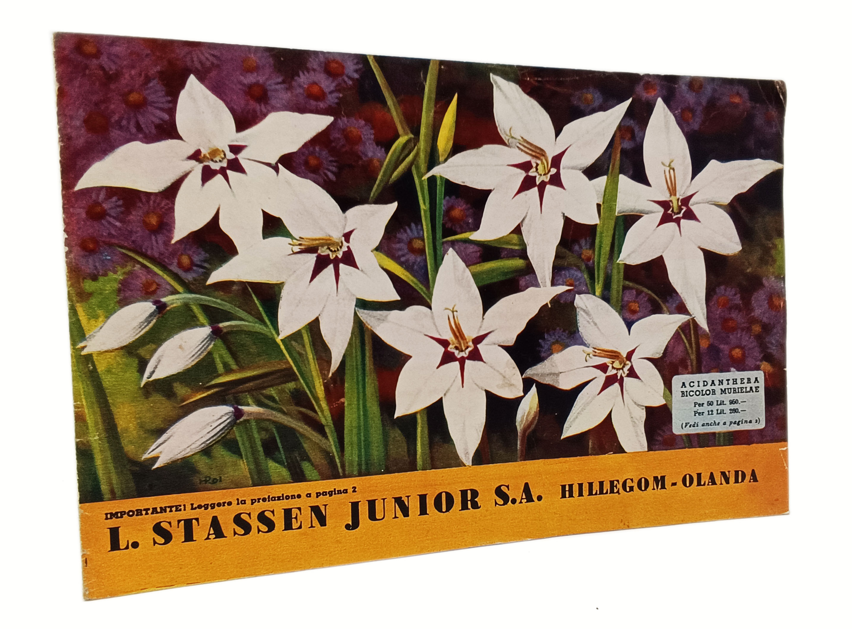 L. STASSEN JUNIOR S.A. Hillegom - Olanda ( catalogo primaverile …