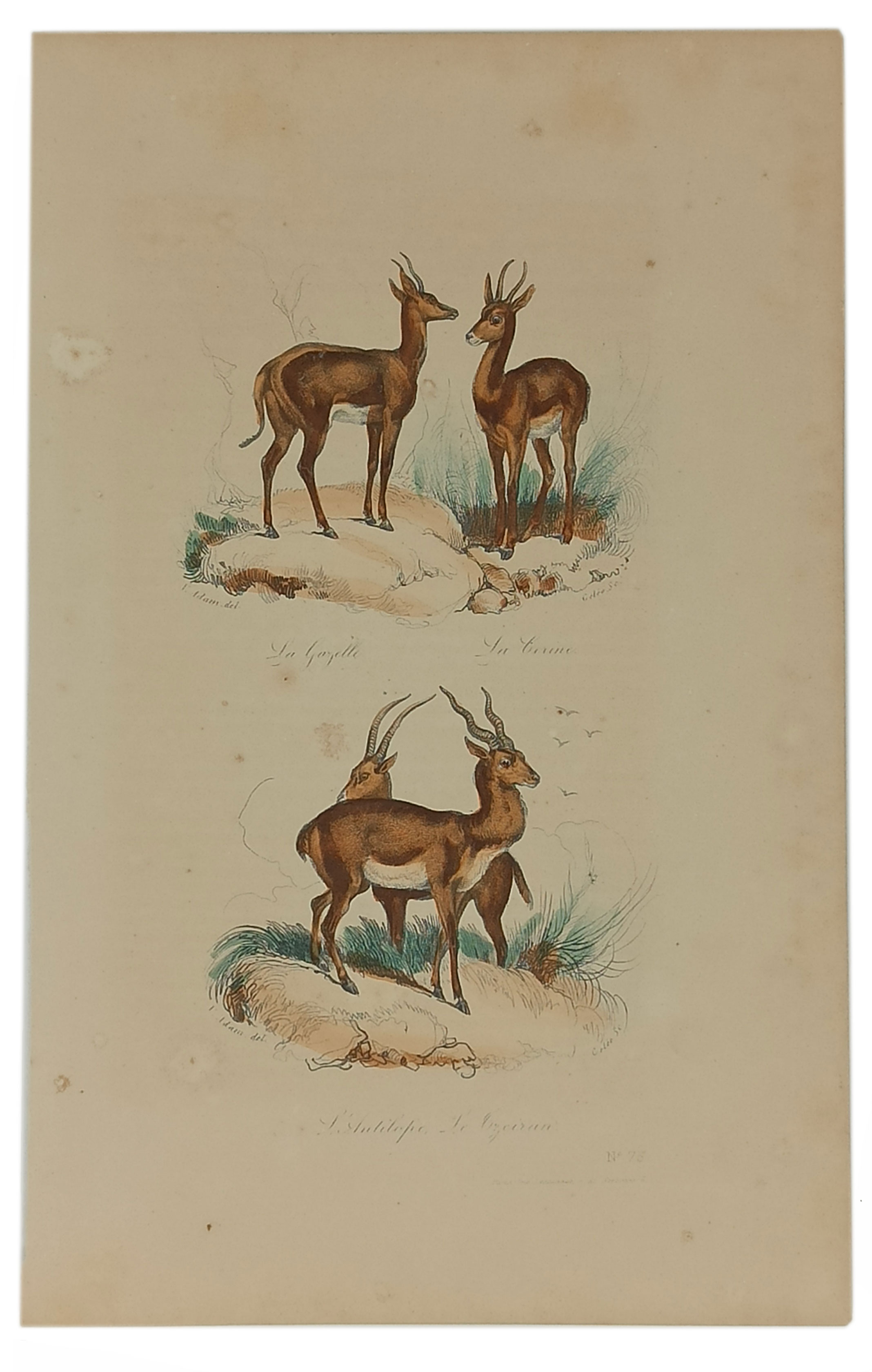 La Gazelle / L'Antilope, le Tzeiran (stampa antica)