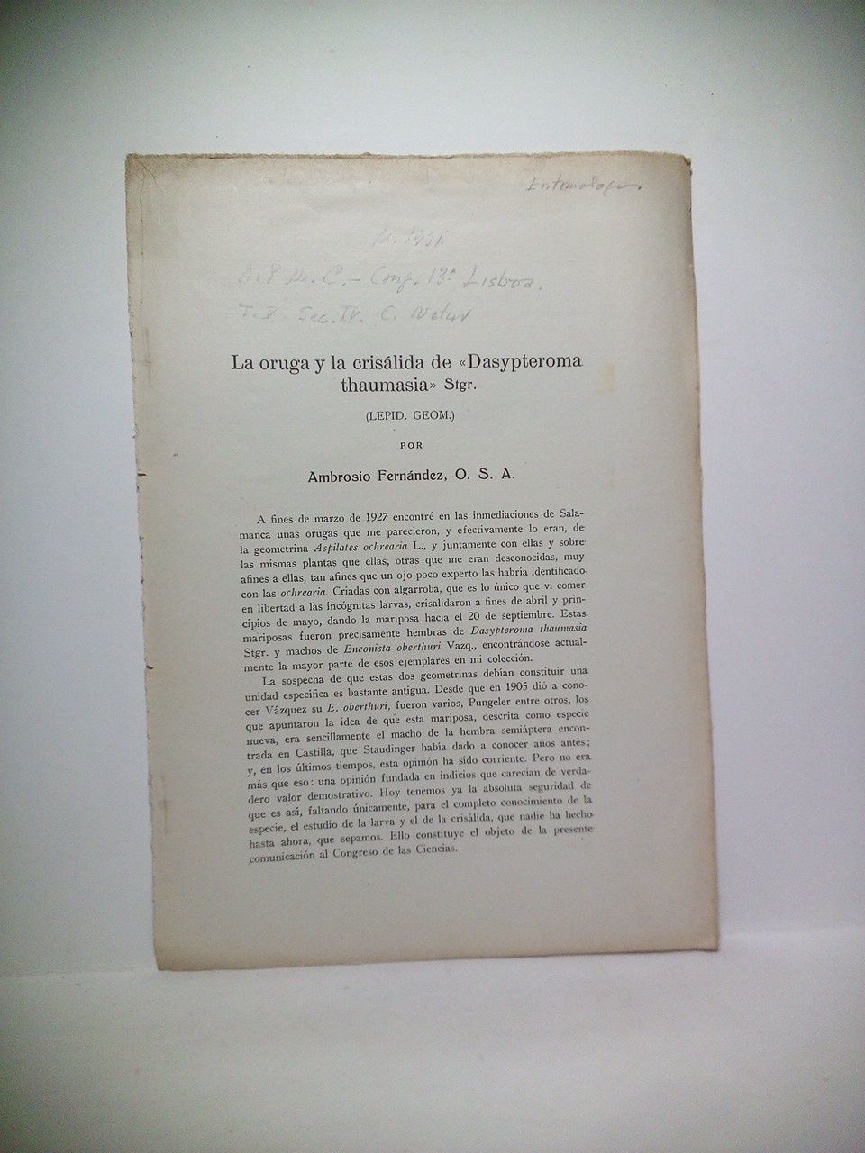 La oruga y la crisálida de "Dasypteroma thaumasia" Stgr. (Lepid. …