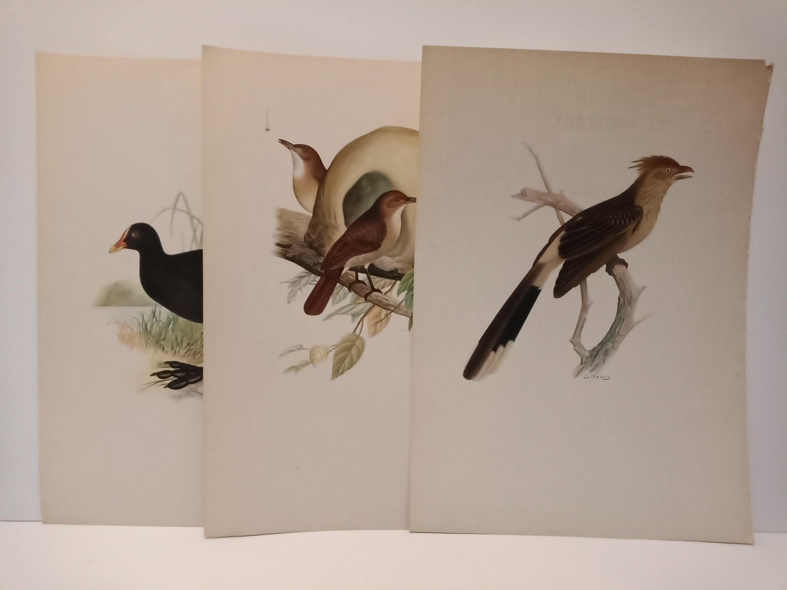 Pajaros nuestros. (Poemas) / Ilustraciones de Salvador Magno