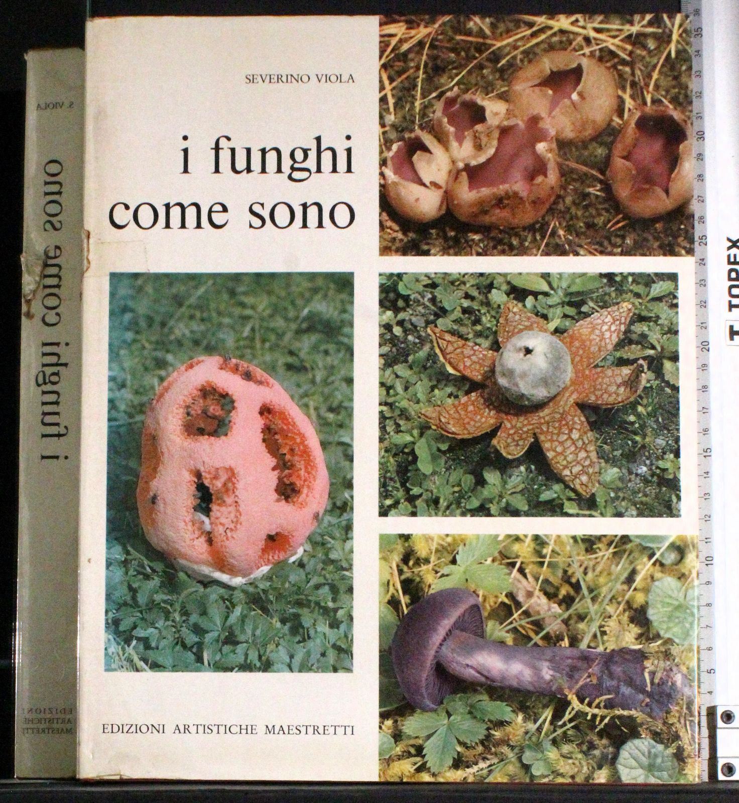 I funghi come sono