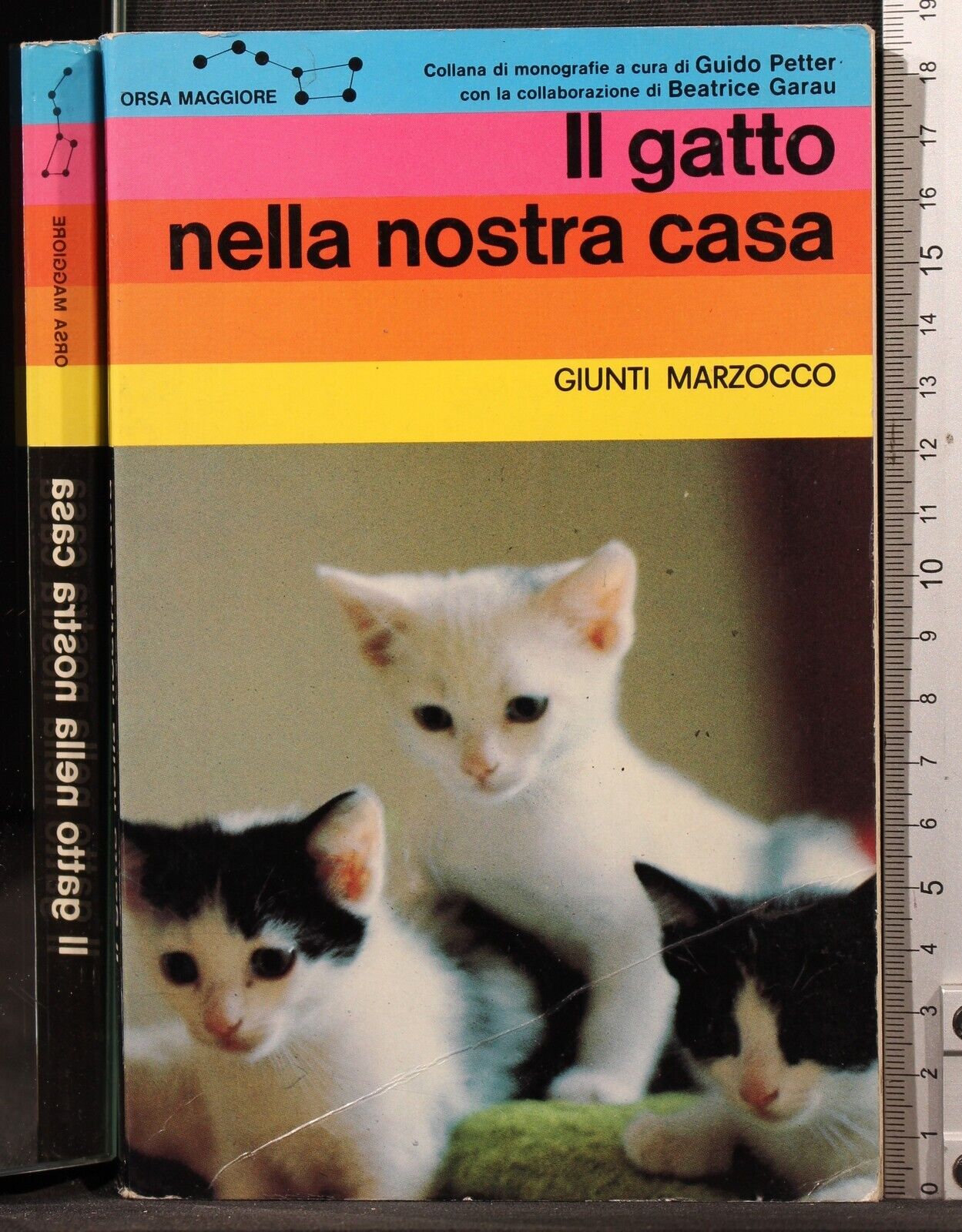 Il gatto nella nostra casa