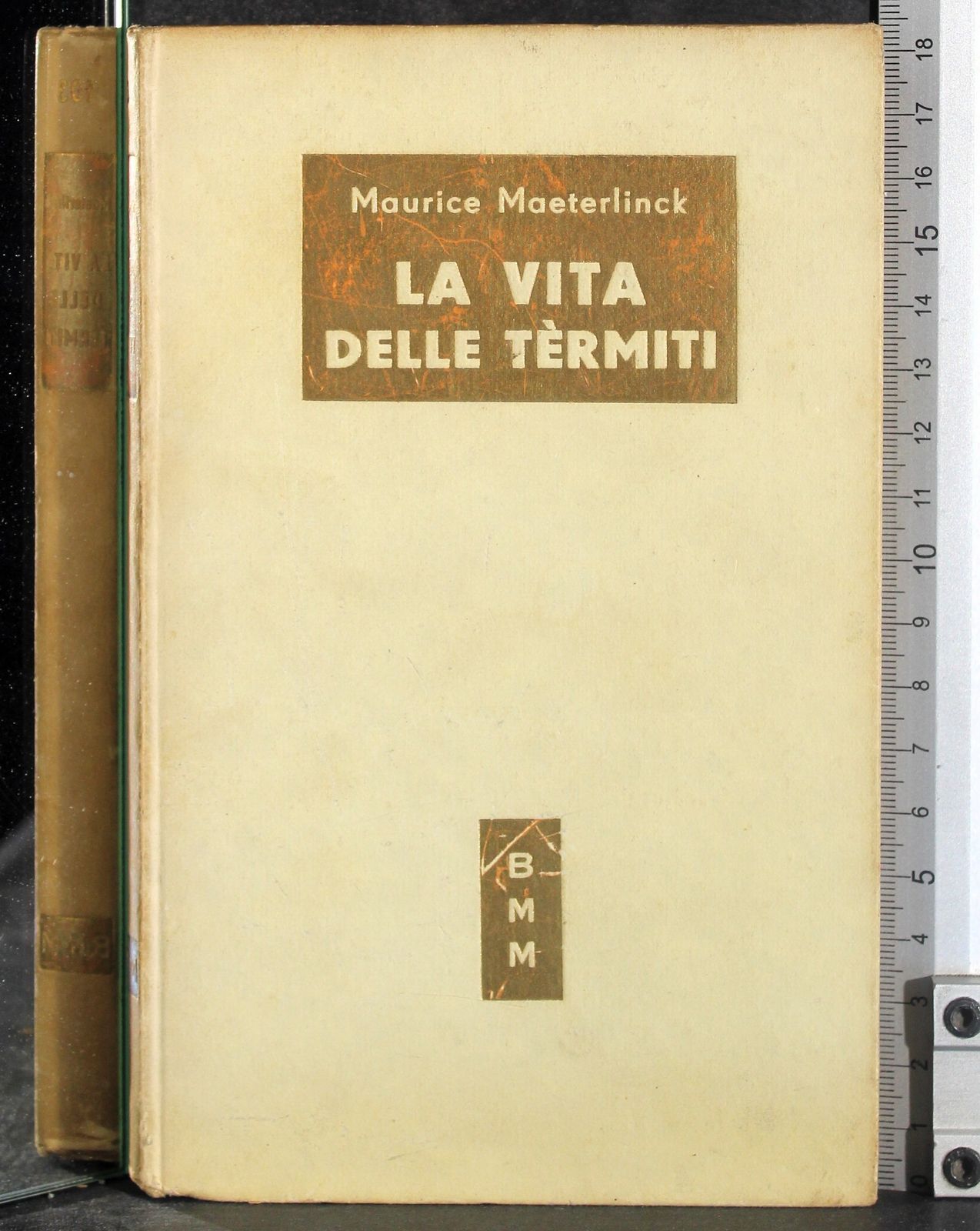 La vita delle termiti