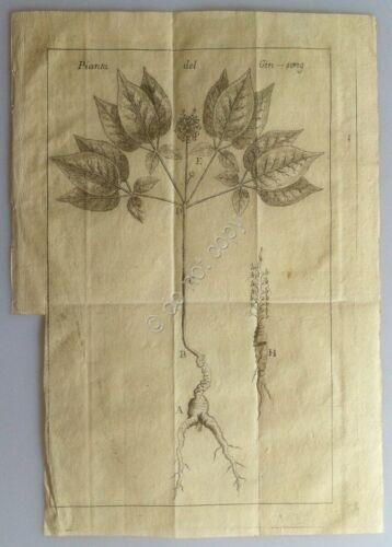 Calcografia 1778 - Il Ginseng - Abate Lambert - Venezia