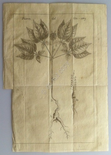 Calcografia 1778 - Il Ginseng - Abate Lambert - Venezia