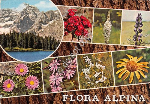 Cartolina - Flora Alpina Fiori vedutine