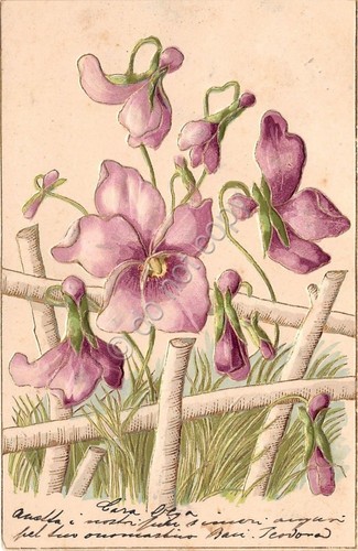 Cartolina - Illustrata - Innamorati - viola del pensiero - …