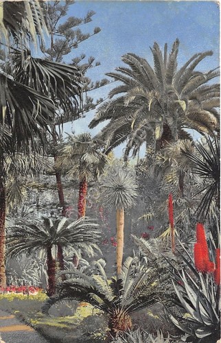 Cartolina - Illustrata - San Remo - Palme - NVG