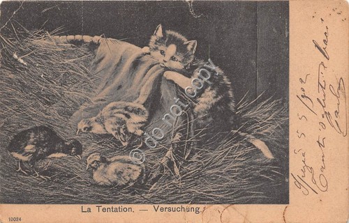 Cartolina - illustrata Tentazione Vershchung gatto con pulcini 1902 VG