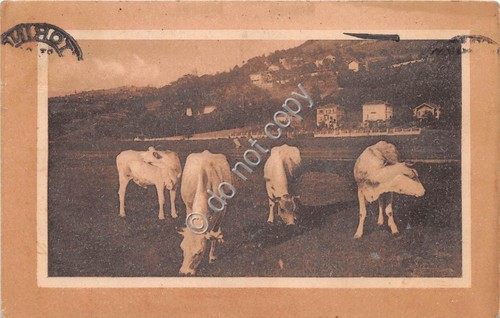Cartolina - mucche al pascolo 1928