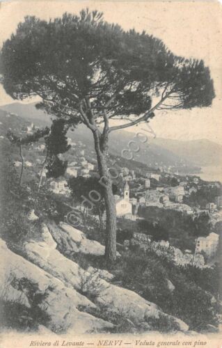 Cartolina - Nervi - Panorama con pino - 1906