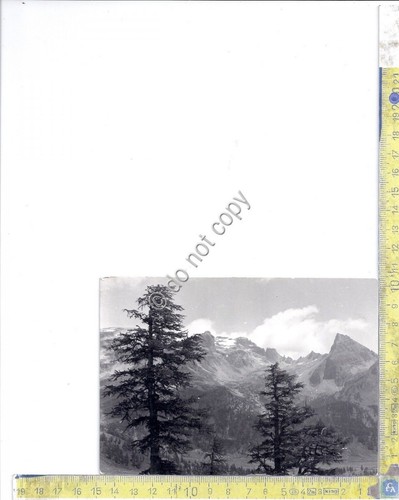 Cartolina - Postcard - Alpe Veglia - Boccareccio - 1954 …