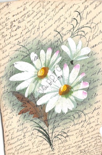 Cartolina - Postcard - Augurale - Margherite - Dipinte - …
