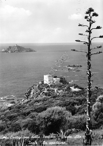 Cartolina - Postcard - Castigione della Pescaia - Isola Lo …