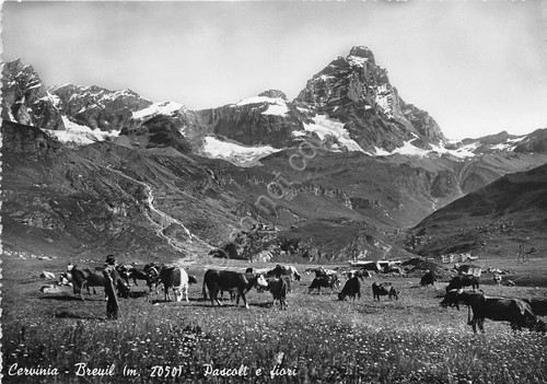 Cartolina - Postcard - Cervinia - Breuil - Pascoli e …
