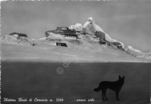 Cartolina - Postcard - Cervinia - Plateau Rosà - Cane …