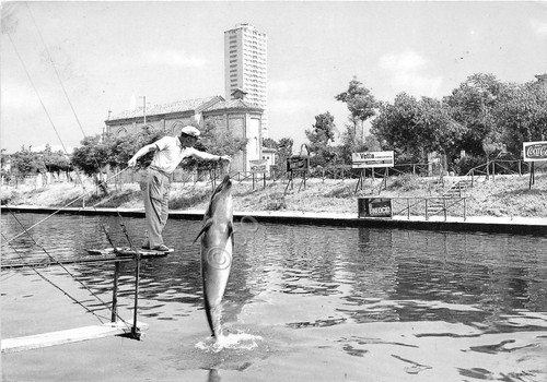 Cartolina - Postcard - Cesenatico - Acquario con delfini - …
