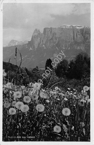 Cartolina - Postcard - Collalbo - prati - panorama - …
