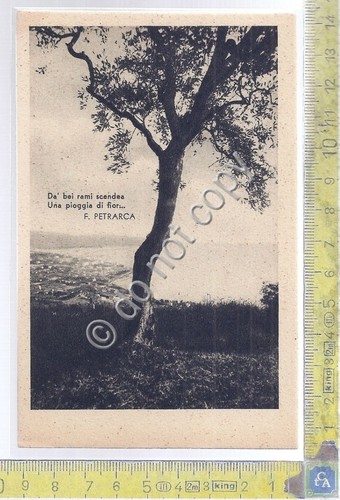 Cartolina - Postcard - Costa - albero- con poesia Petrarca