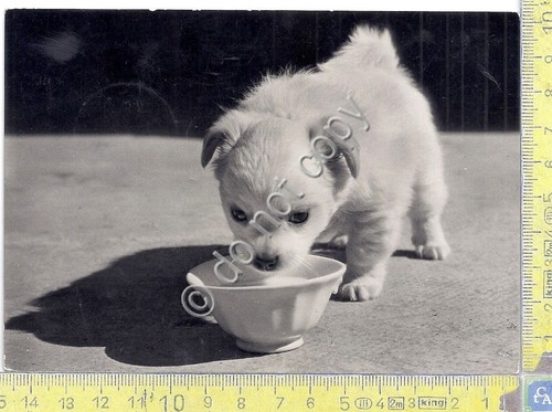 Cartolina - Postcard - Cucciolo di cane bianco - 1959