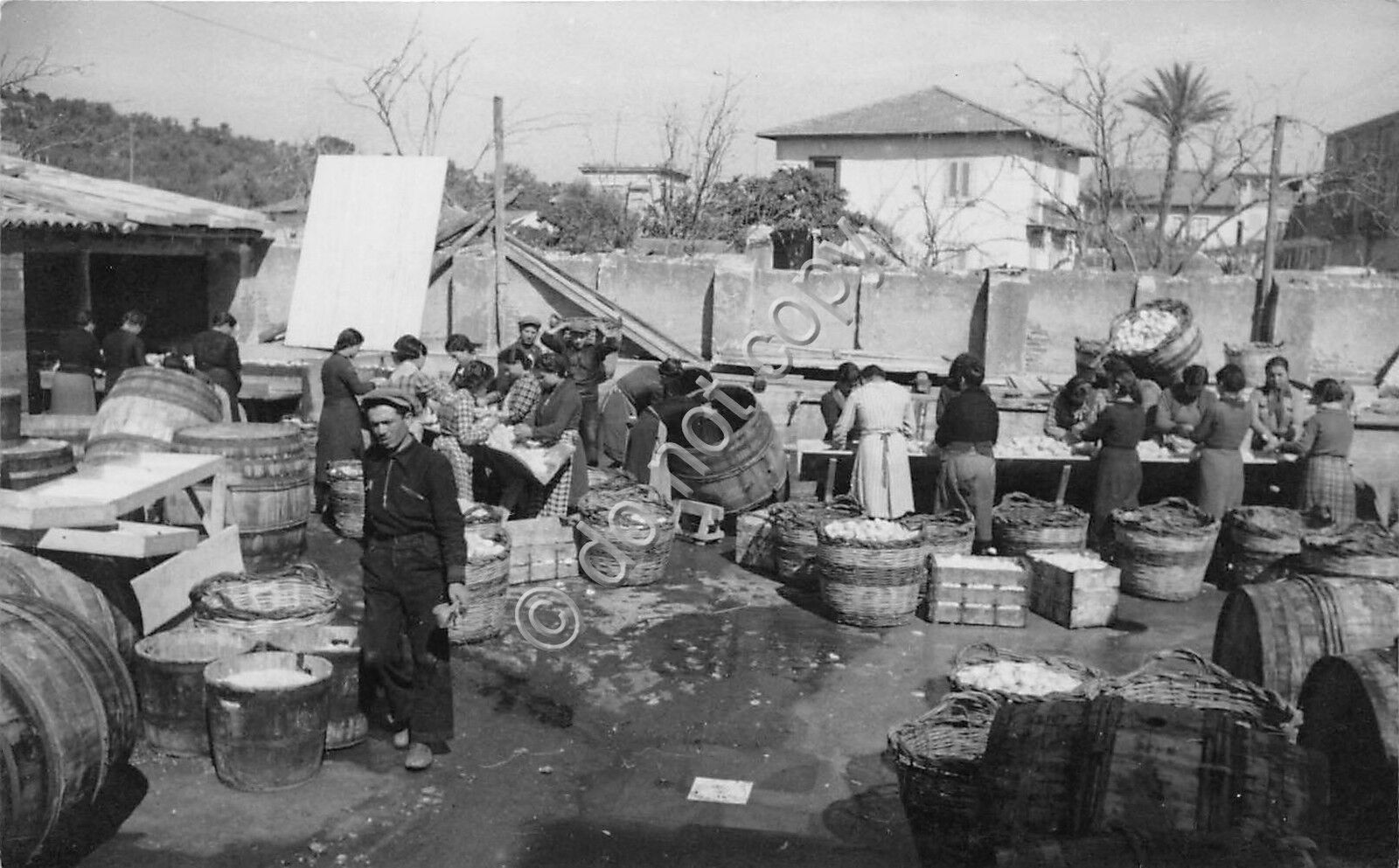 Cartolina - Postcard - Foto - Mercato del pesce - …