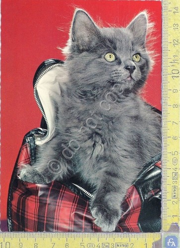 Cartolina - Postcard - Gatto Grigio- Grey Cat