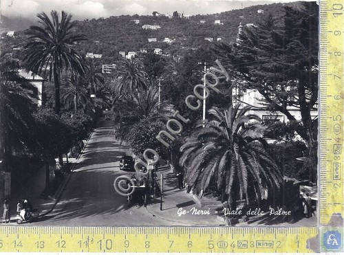 Cartolina - Postcard - Genova Nervi - Viale delle Palme …