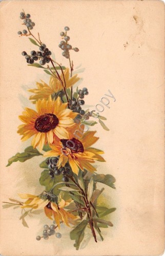 Cartolina - Postcard - Illustrata - Augurale - Girasole - …