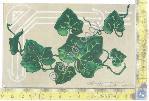 Cartolina - Postcard - Illustrata - Edera - 1903