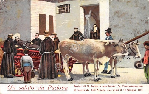 Cartolina - Postcard - Illustrata - Saluto da - Padova …