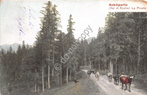 Cartolina - Postcard - Illustrata - Schilpario - Pineta - …