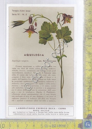 Cartolina - Postcard - Laboratorio DECA - Aquilegia -Illustrata - …