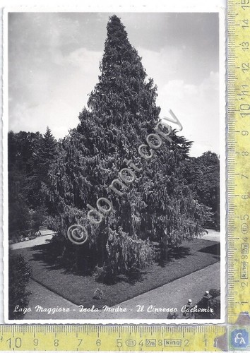 Cartolina - Postcard - Lago Maggiore - Isola Madre - …