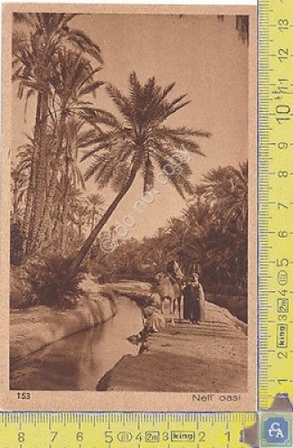 Cartolina - Postcard - Lehnert & Landrock - Africa - …