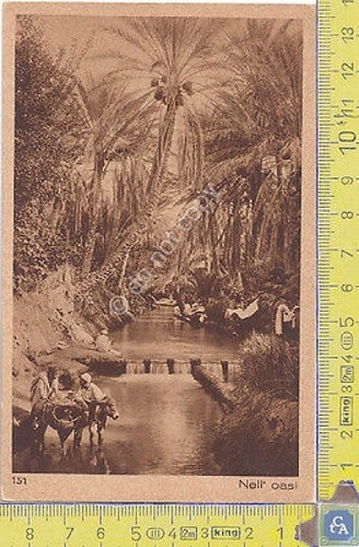 Cartolina - Postcard - Lehnert & Landrock - Africa - …