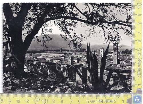 Cartolina - Postcard - Lucca - Panorama - anni 50