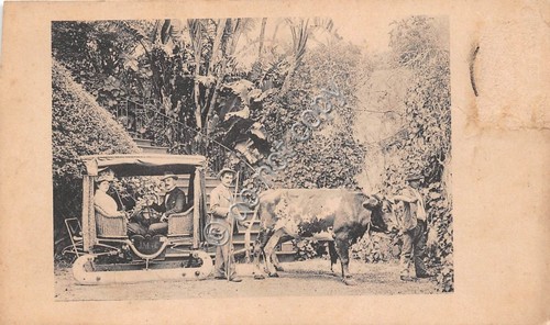 Cartolina - Postcard - Madeira - carrozza slitta trainata bue …