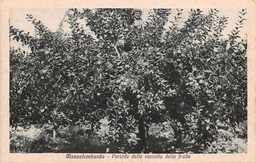 Cartolina - Postcard - Massalombarda - Periodo raccolta frutta - …