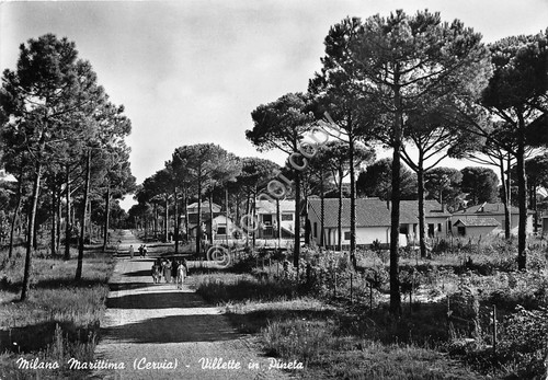 Cartolina - Postcard - Milano Marittima - Villette in Pineta …