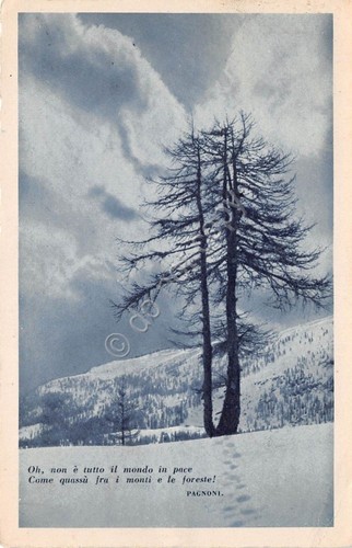 Cartolina - Postcard - montagna - Alberi con neve - …