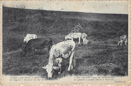 Cartolina - Postcard - Mucca bue pascolo poesia Carducci t …
