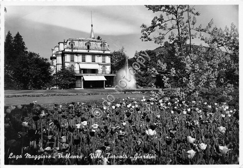 Cartolina - Postcard - Pallanza Villa Taranto giardini 1957