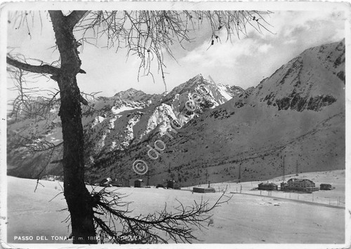 Cartolina - Postcard - Passo del Tonale Panorama 1954 (Lecco)