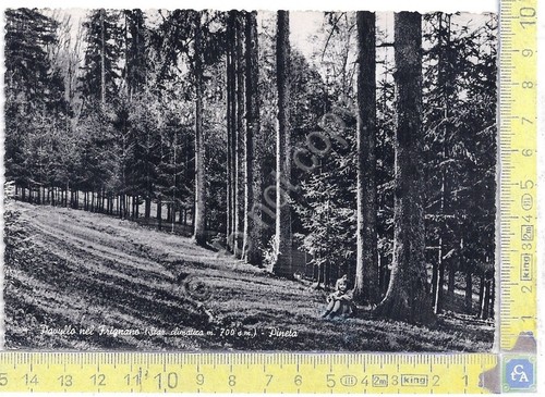 Cartolina - Postcard - Pavullo del Frignano - Pineta - …
