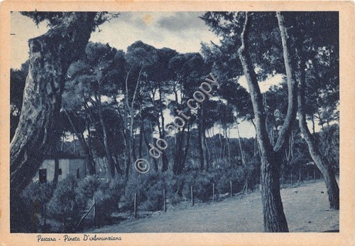Cartolina - Postcard - Pescara - Pineta Dannunziana - 1946