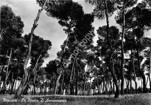 Cartolina - Postcard - Pescara - Pineta Dannunziana - 1958