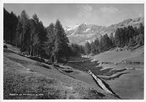Cartolina - Postcard - Primolo - Pineta - anni '50