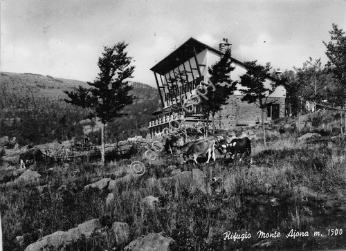 Cartolina - Postcard - Rifugio Monte Ajona - Mucche al …
