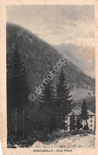 Cartolina - Postcard - Roncobello - Pineta - anni '20