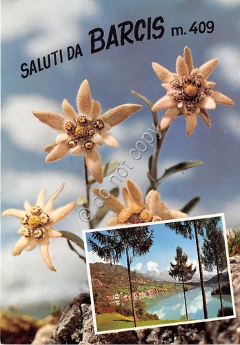 Cartolina - Postcard - Saluti da - Barcis - Stella …